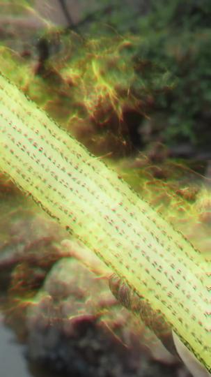 再夺至尊骨 第4集