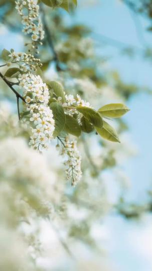 A Obsessão da Máfia 3Episódio