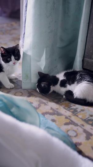 Socorro! Pari Dois Gatos do Imperador 8Episódio