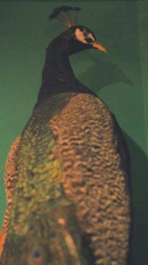 Làm Bạn Đời Với Alpha Tàn Bạo Tập 5