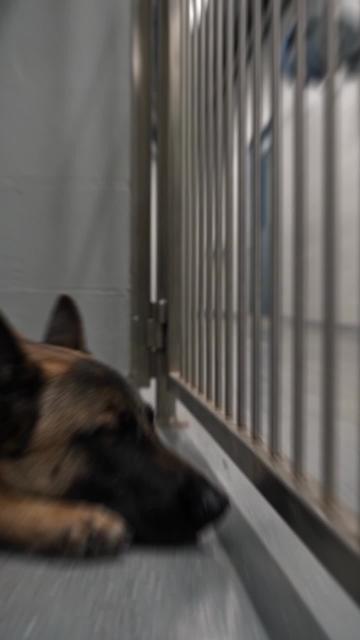 My Dad Came Back as a K9 Ep. 1