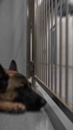 My Dad Came Back as a K9 Episode 1