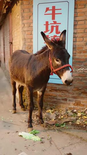 再重頭，不負家與卿 第6集