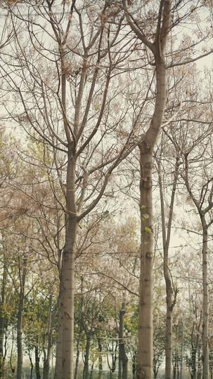 八零灿阳正正好 第11集