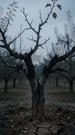 The Orchard They Couldn't Steal Episode 8