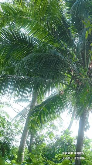 荒野女王 第4集