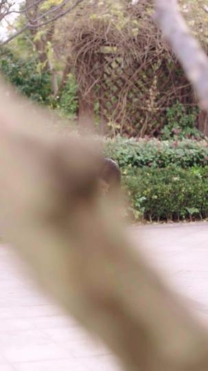 青梅竹马,永不背叛 第9集