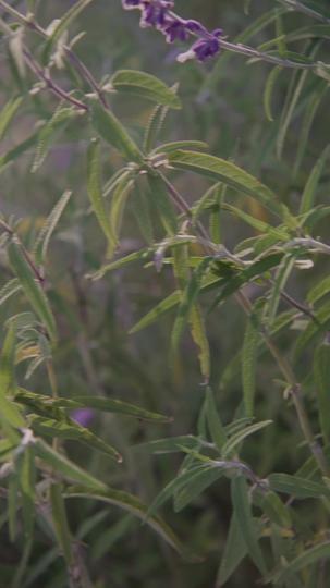 Found You, Heart Thief Episode 9