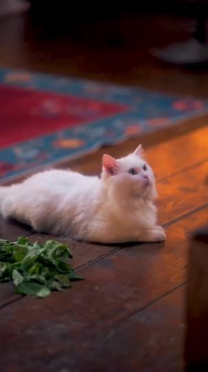 Of Wings, Whiskers, and Thrones Episode 5