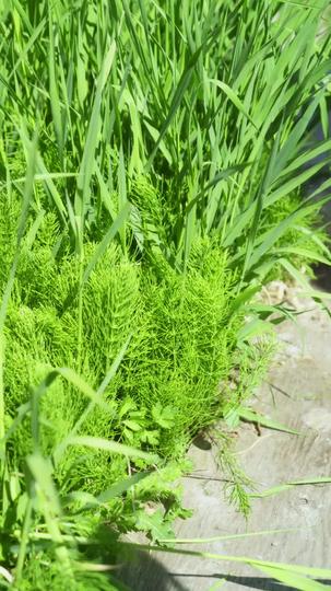 Meine drei Ritter 8Folgen