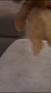 Épisodes 22