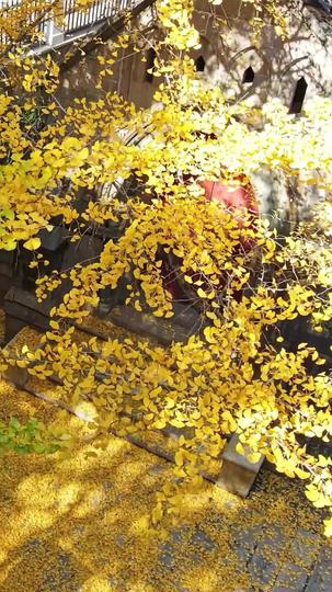 My Wife is My Divorce Lawyer Episode 1