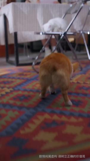 Paws Speak Louder Than Words Episode 1