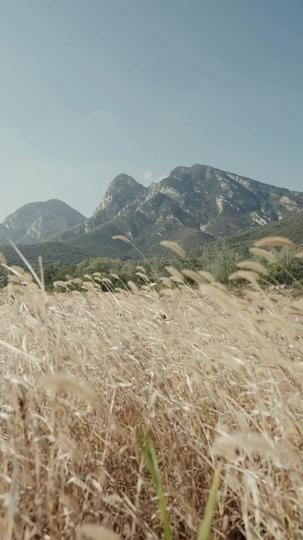 ابن العودة: ثأر المجد 1مجموعة