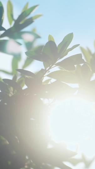 萤火小幻梦大 第9集