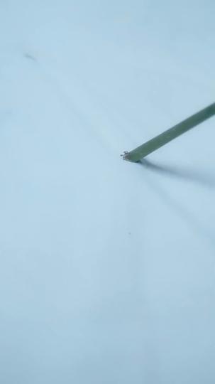 Cardos y Espinas: Su Ascenso hacia la Cima Episodio 11