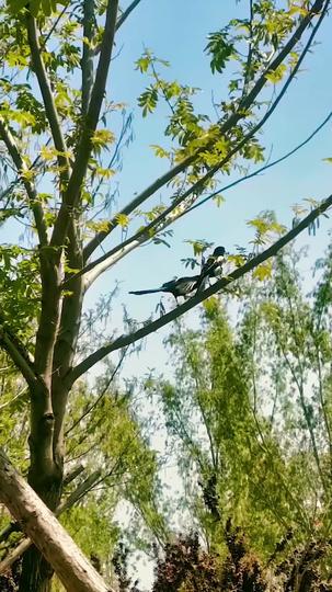 When Love Betrays Episode 1