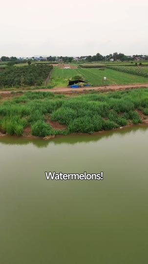 The Wedding Day Reckoning: Crush Them All Episode 1