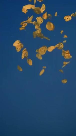 Honor Reclaimed: The Invincible Commander Episode 8