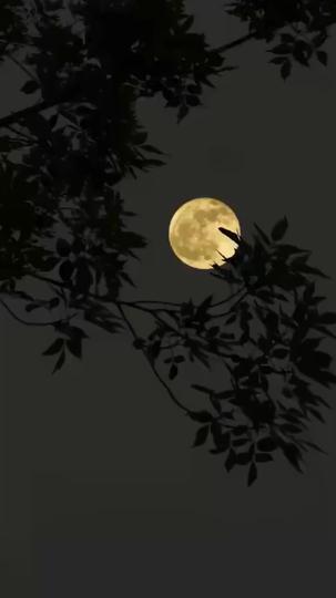 Straight A's in Retribution Episode 11