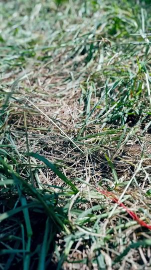 طليعة النخبة: رحلة انتصار 5مجموعة