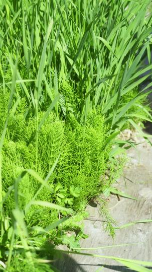 My Three Knights Episode 8