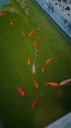 Dominance Reclaimed: The Rise of His Might Episode 5