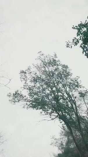 Llama Inmarcesible: Ascendiendo a la Grandeza Episodio 5