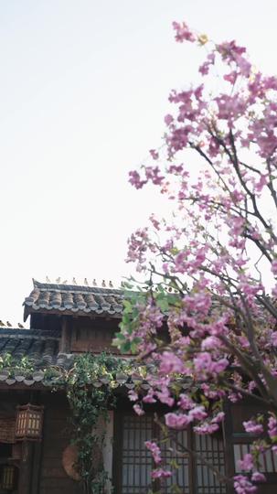 強扭的瓜爆甜：我喊將軍種田去 第1集