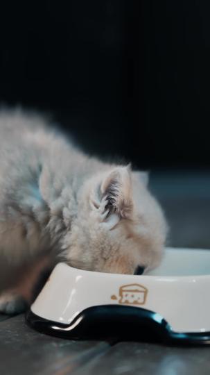 My Assistant is a Hot Super Cat Episode 3