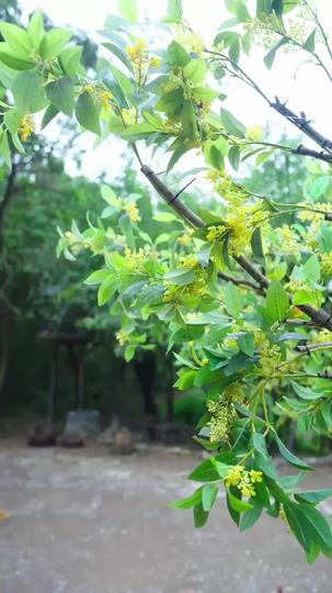 絶世の妻、猟師の夫に溺愛される 第 10 話