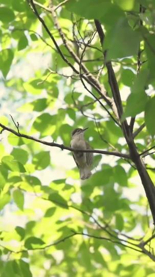 De Volta Como Herdeira, Mimada Como Princesa 6Episódio