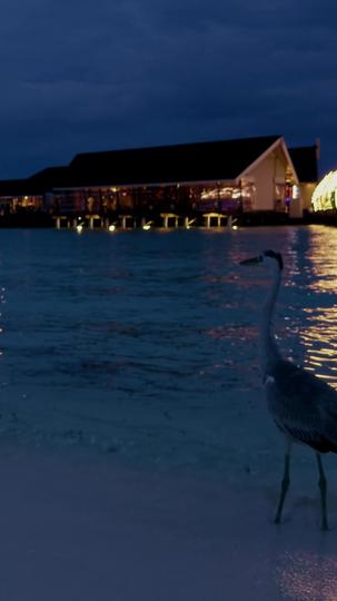 voando para o amor  8Episódio