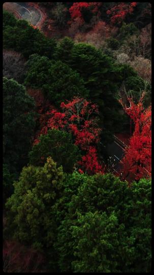 My Royal Alpha Boyfriend Episode 1