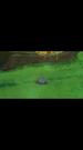 Decomposition King: Slime Mold Against the World