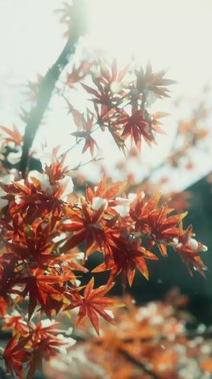 Crossroads of Fate and Deceit Episode 1