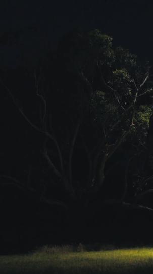 Wanted By The Rogue Alpha Episode 6