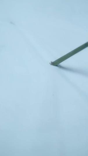 Thistles and Thorns: Her Rise to the Top Episode 11