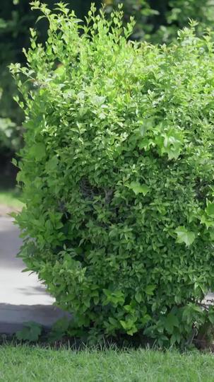 La Luna rejetée est l'Alpha Épisode11